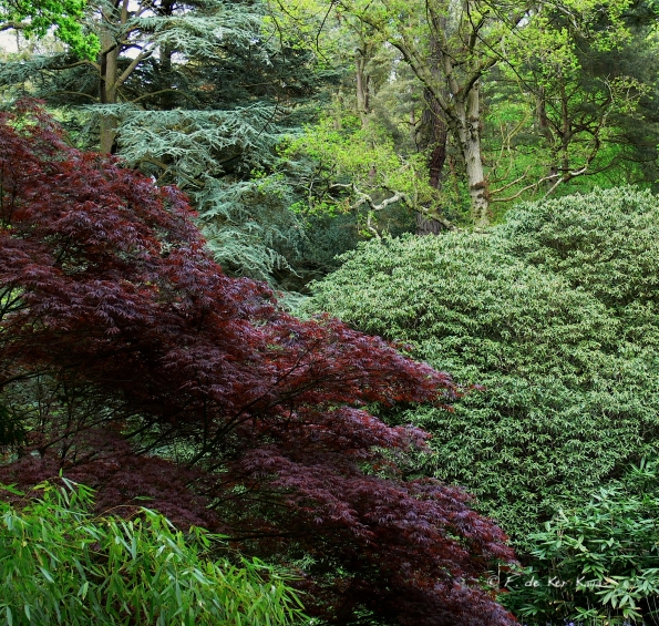 Bois des Moutiers (143) Mai 2012